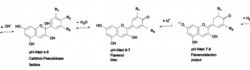 PH-Wert-Anthocyane.png