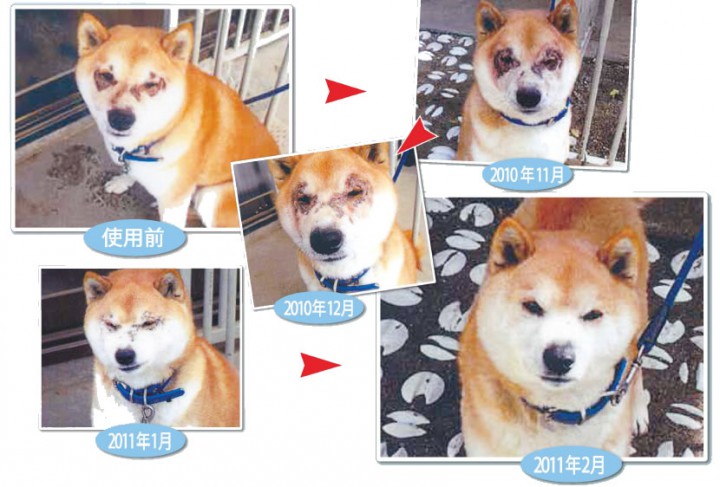 無添加シャンプーとペット