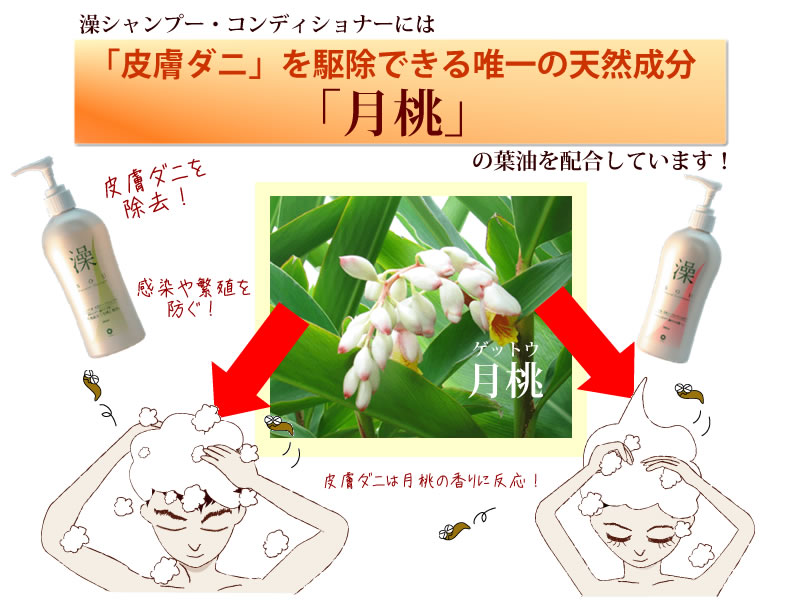 抜け毛予防にオーセル藻SOU無添加シャンプーがおすすめです。